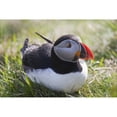 thumbnail image 2 of A Puffin Sitting On The Grass; Shetland  Scotland Poster Print, 2 of 2