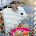 thumbnail image 4 of 10pcs Wooden Chew For Hamsters Guinea Pigs Hedgehogs And Pets And Pet Grinding And Healthy, 4 of 5