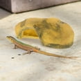 thumbnail image 1 of unbranded Adorno De Cueva De Reptiles Para Hábitat Y Visualmente Atractivo, 1 of 7