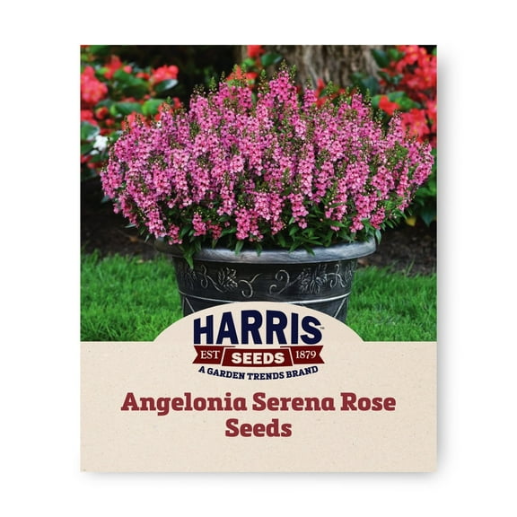 Harris Seeds - Angelonia Serena Rose F1 Seed Deep Rose with Dark Eye - 100 Seeds