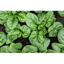 1500 BLOOMSDALE SPINACH Spinacia Oleracea Vegetable Seeds