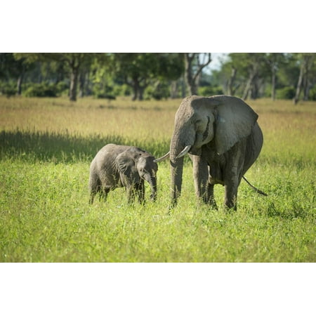 African Elephant (Loxodonta) Mother and Calf, South Luangwa National Park, Zambia, Africa Print Wall Art By Janette