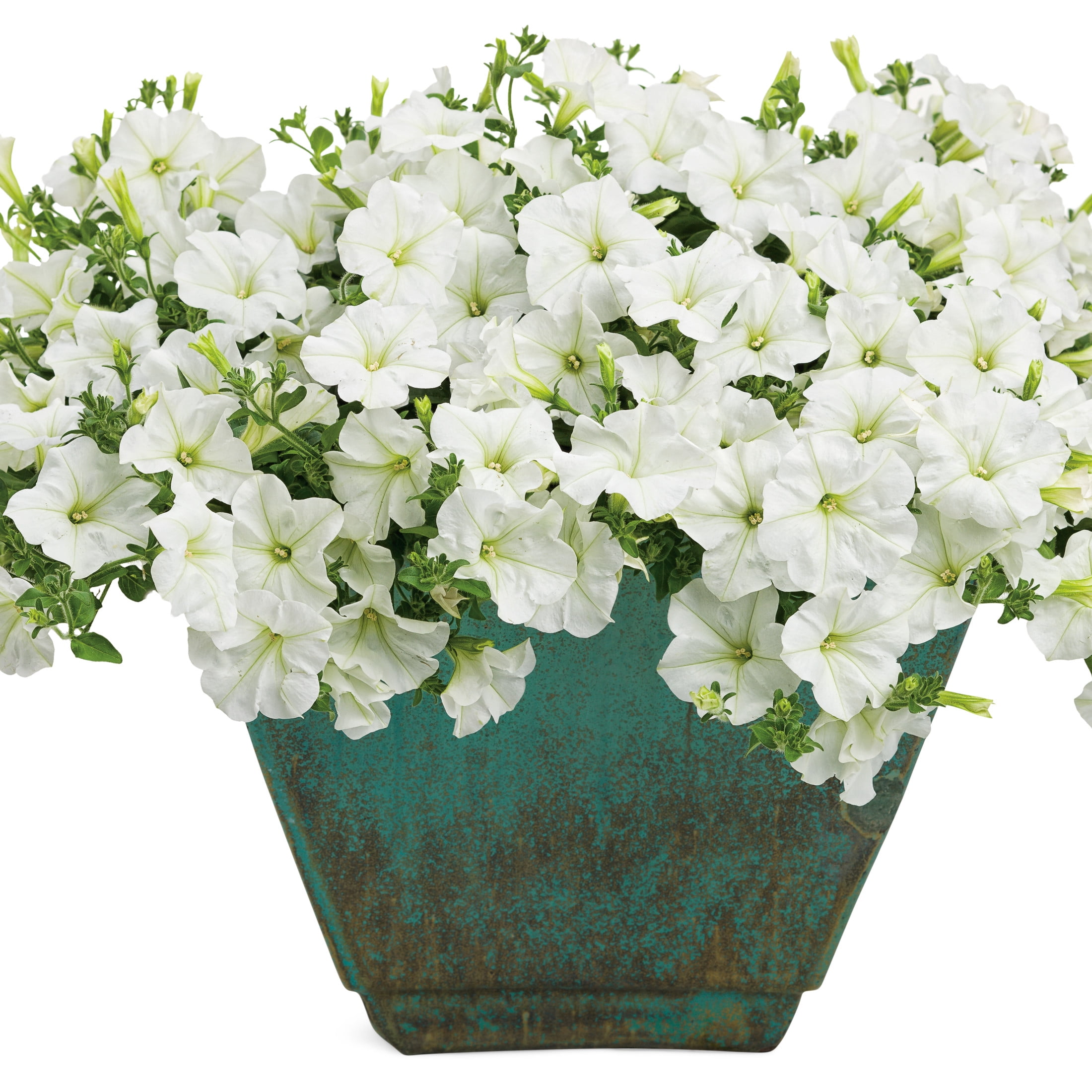 Proven Winners 4" Supertunia Mini Vista White Petunia Live Plant in 4.25" Pot (4 Count)
