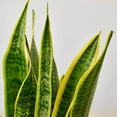 thumbnail image 4 of Snake Plant Laurentii, 4 of 13