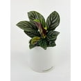 thumbnail image 4 of Calathea Ornata (Pinstripe Calathea) - Live Air-Purifying Indoor Plant in Nursery Pot – Easy Care, Low Maintenance Houseplant for Home & Office Decor, Natural Air Cleaner, Best for Beginners (6"Pot), 4 of 7