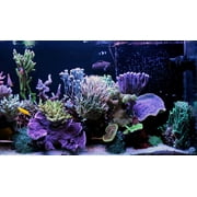 6-Pack of Bloodworms, Brine Shrimp, Daphnia, Mysis Shrimp, Rotifers, Tubifex Powders /Bits for allFish, Marine Fish, Corals - 6 x Squeeze Bottles