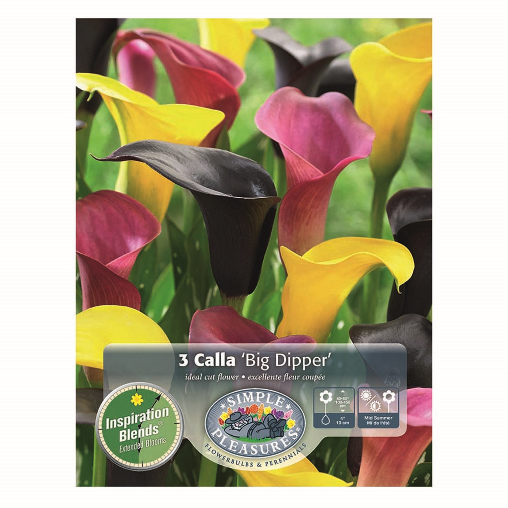 Calla Big Dipper Lily 3 Bulbs 14/16cm Deep Purple, Bright Yellow