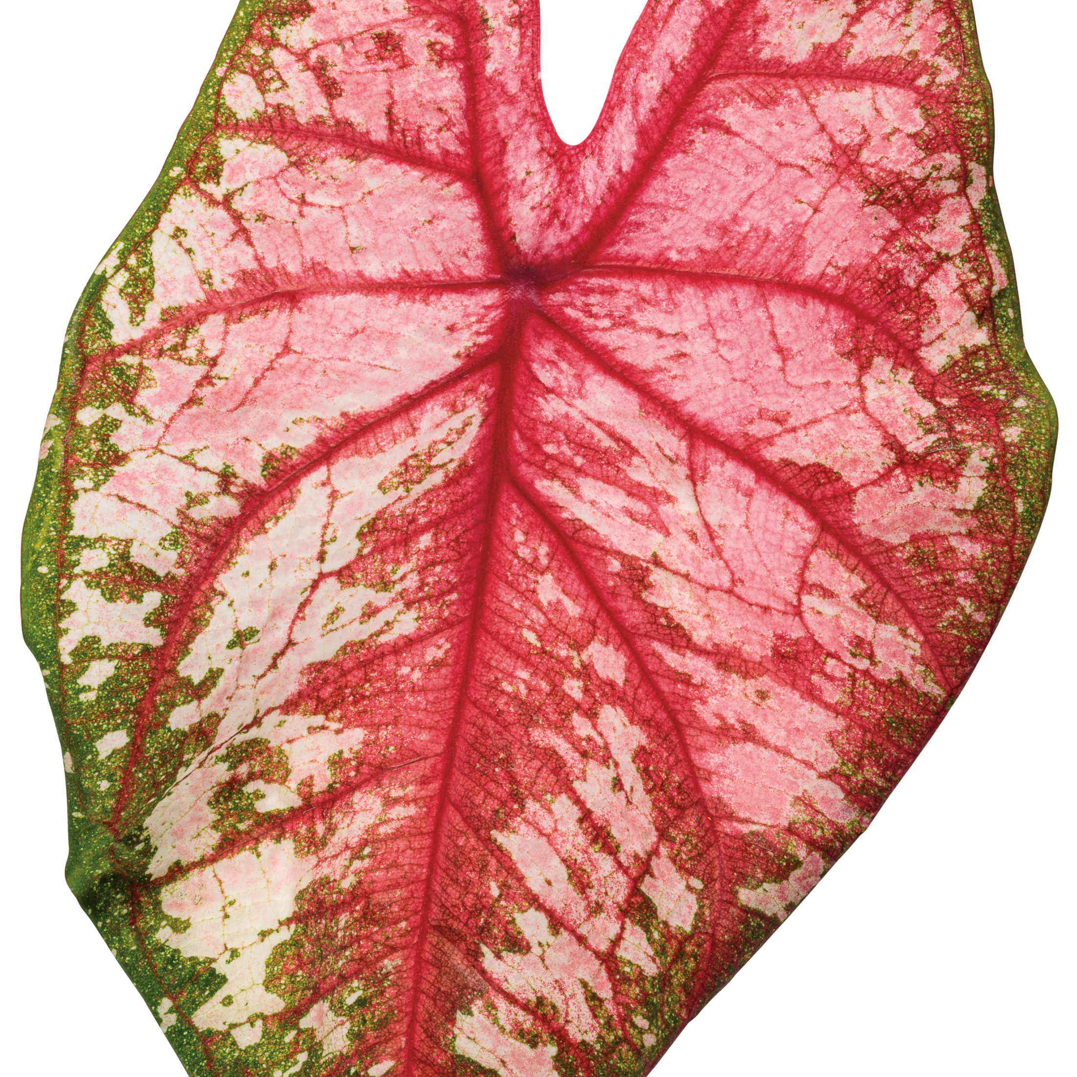 Proven Winners 5" Multicolor Heart to Heart 'Bottle Rocket' Sun or Shade Caladium Live Plant in 4.5" Pot (4 Count)