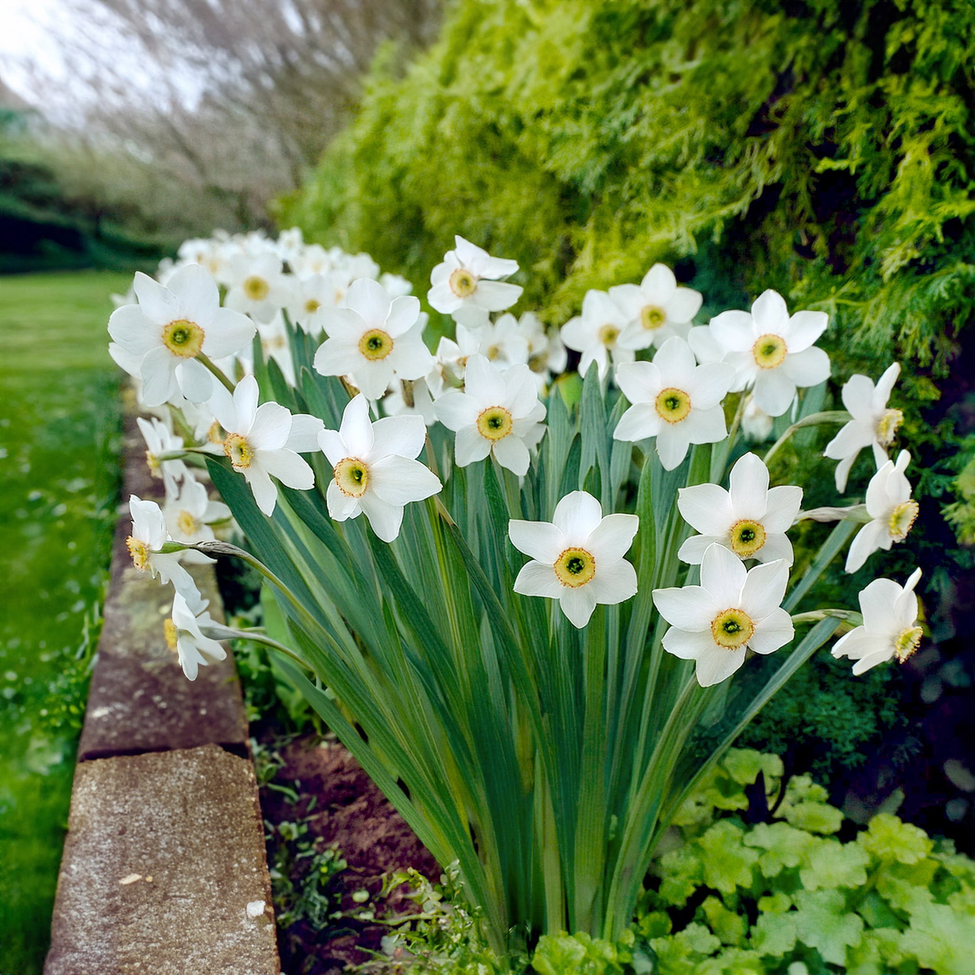 Garden State Bulb Narcissus Poeticus Pheasant's Eye Daffodil Flower Bulbs, 14/16cm (Bag of 50)
