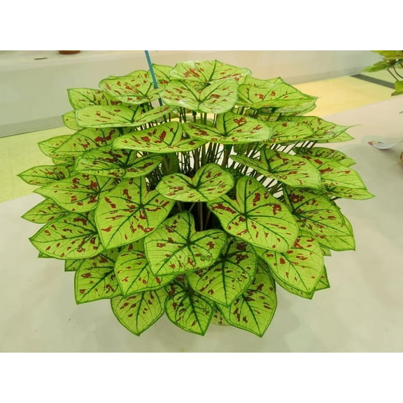 3 Cranberry Star Caladium Bulbs for Planting - Perennial Hosta, Elephant Ears, Fancy (3 Bulbs)