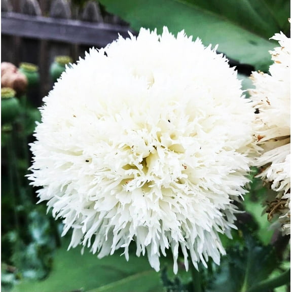 Poppy WHITE CLOUD 300 Seeds Papaver somniferum Mother Nature's Seeds Non-GMO Fresh Flower Seeds