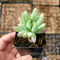 thumbnail image 4 of Echeveria 'Irish Mint' Succulent Live Plant 2 Inch for Indoor Outdoor Home Office Garden Decor, 4 of 6