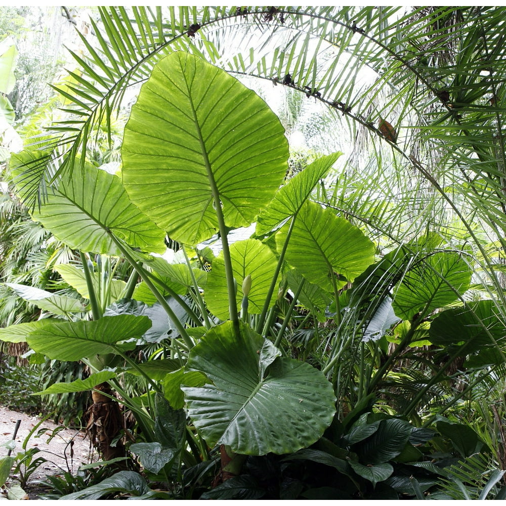 Persian Palm Alocasia calidora Indoors/Out 6&quot; Pot