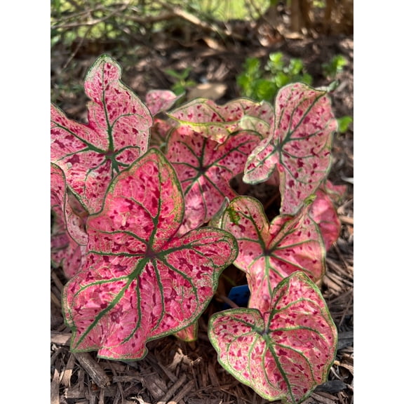 Blue Buddha Farm: Splash of Wine Caladium (2 Bulbs) - Easy to Grow Indoor or Outdoor Perennial Plant