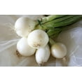 thumbnail image 2 of 500 *Seeds Crystal White WAX PEARL ONION Allium Cepa Vegetable Seeds, 2 of 2