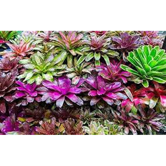 Bromeliad Garden–Tropical Foliage–Indoor Friendly  8" Pot