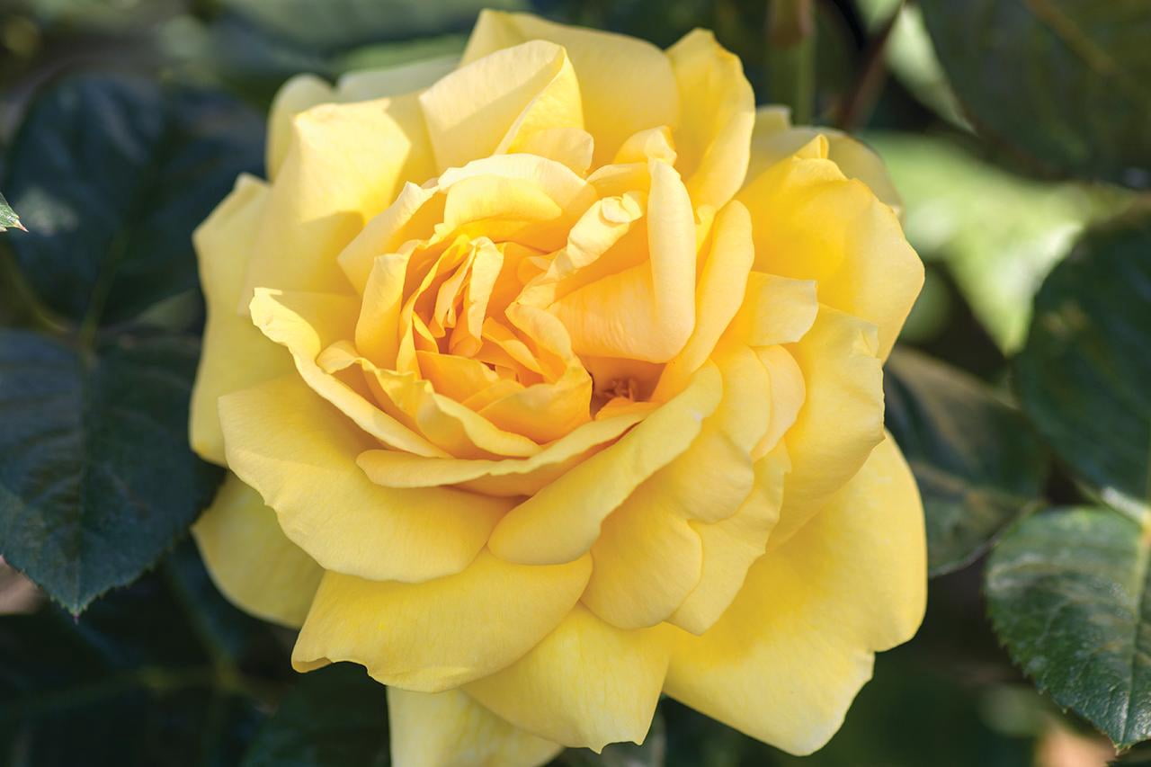 Scentables™ Live Bareroot Michelangelo ™ Hybrid Tea Rose with Full Sunlight - 2 Piece