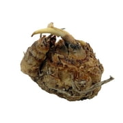 Odessa Calla Lily Bulb - Dark Maroon and Purple - 14/16 cm Bulb