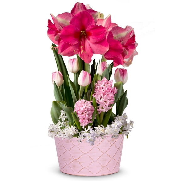 From You Flowers - Blushing Pink Amaryllis Bulb Garden for Birthday, Anniversary, Get Well, Congratulations, Thank You, All Occasions