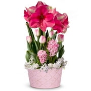 From You Flowers - Blushing Pink Amaryllis Bulb Garden for Birthday, Anniversary, Get Well, Congratulations, Thank You, All Occasions