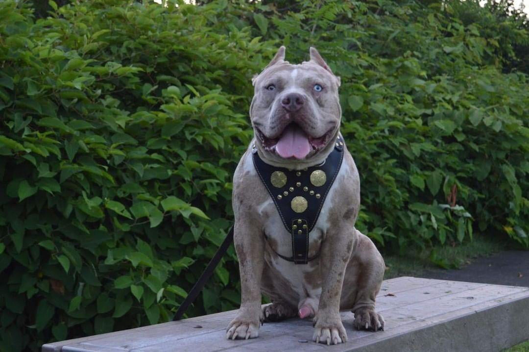 The ''Maximus'' Leather Dog Harness Black & Gold Small to Medium Size