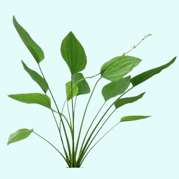 Amazon Sword Grandifolius "Rangeri" Live Aquarium Plants BUY 2 GET 1 FREE