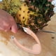 thumbnail image 4 of BRIGHTFUFU Juego de Herramientas multifuncionales para quitar ojos de piña, utensilio para quitar tallos de fresa, Corer de frutas de acero inoxidable para Cocina, 4 Uds., 4 of 8