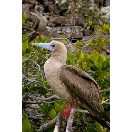 - Red-footed Booby Tower Island Galapagos Islands Ecuador Poster Print by Pete Oxford