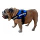 thumbnail image 3 of Pechera Personalizada Bulldog Ingles, 3 of 5