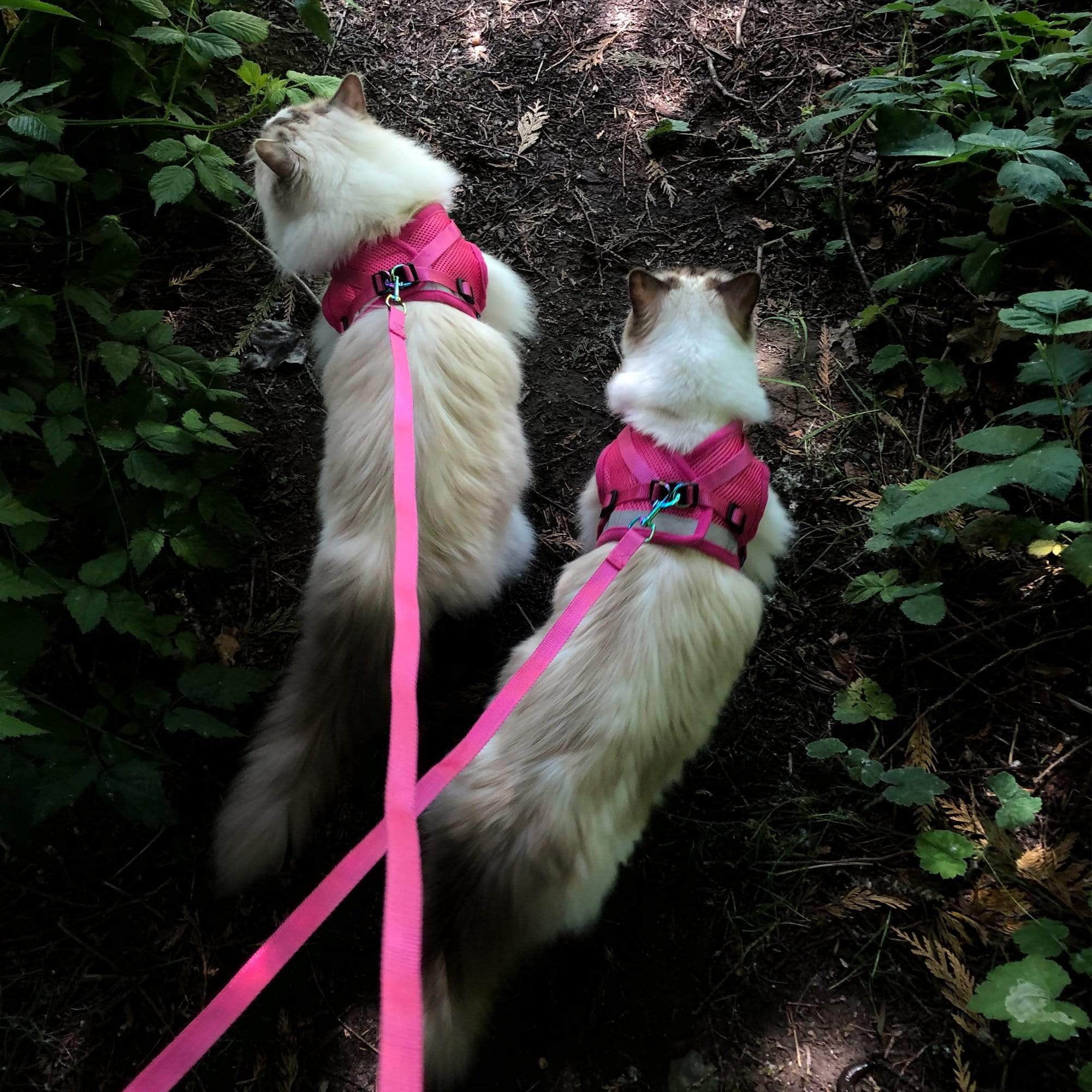 "The Purrfectly Pink" Iridescent Limited-Edition Harness  Leash Set