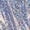 A-Blue798, variant on Hihipz Toddler Boys Graphic Tee Sequin Allover Print Short Sleeve Crew Neck Tshirts Trendy Streetwear Tee