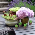 thumbnail image 2 of 6Pcs Cactus Ornament Micro Landscape Cactus Ornament Bonsai Decor Craft Planter Decoration, 2 of 9