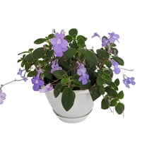 Concord Blue Cape Primrose Plant - Streptocarpella- Indoors/Out - Shade - 6" HB