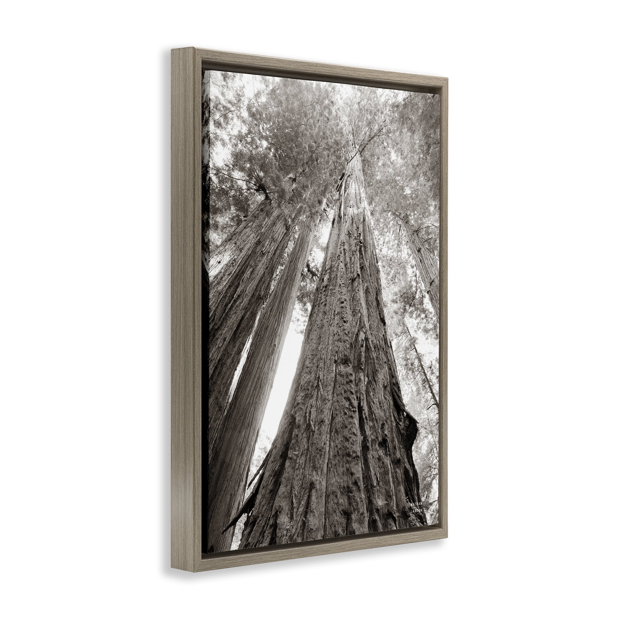 Stupell Industries Ancient Redwood Forest Landscape & Nature Photography Brown Floater Framed Canvas Art Print Wall Art, 17 x 25