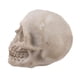 thumbnail image 5 of 2pcs Resina Cráneo Cabeza de Réplica Modelo de Accesorios de Exhibición Sunnimix Cabeza de calavera de resina, 5 of 8
