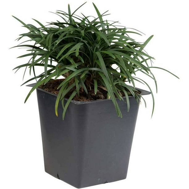 Flowerwood Outdoor Dwarf Mondo Grass Ground Cover 3 1 4 Pots 18pk Com Flowerwood Outdoor Dwarf Mondo Grass, Outdoor Ground Cover