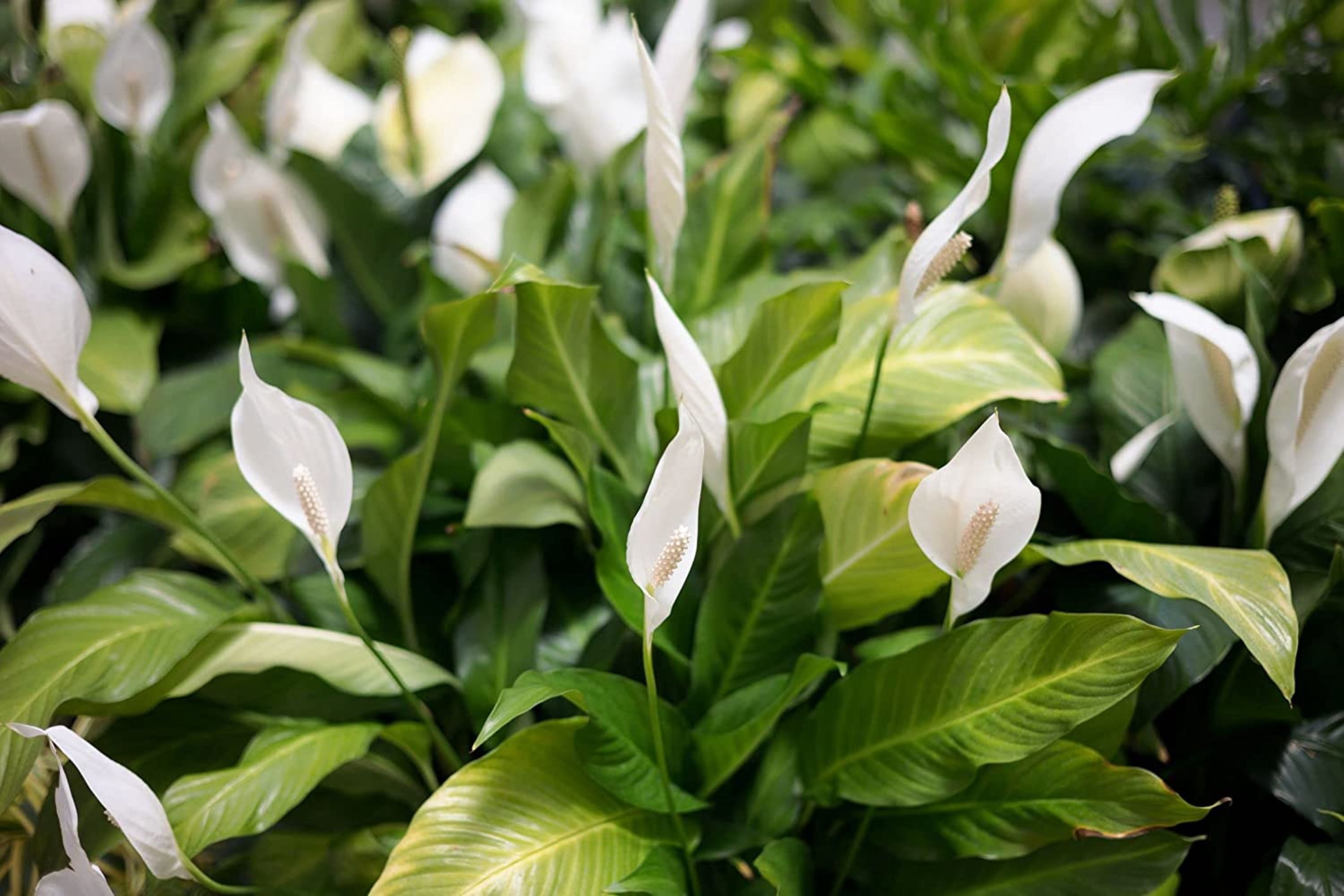 Gardenera's Premium Peace Lily Potting Mix The Perfect Growing Environment for Your Indoor Plants in Planters, Pots, and Containers [10 Quart Bag]