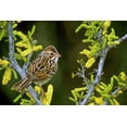 thumbnail image 2 of Welling, Dave 24x17 Black Ornate Wood Framed with Double Matting Museum Art Print Titled - TX, McAllen Clay-colored sparrow on huisache, 2 of 4