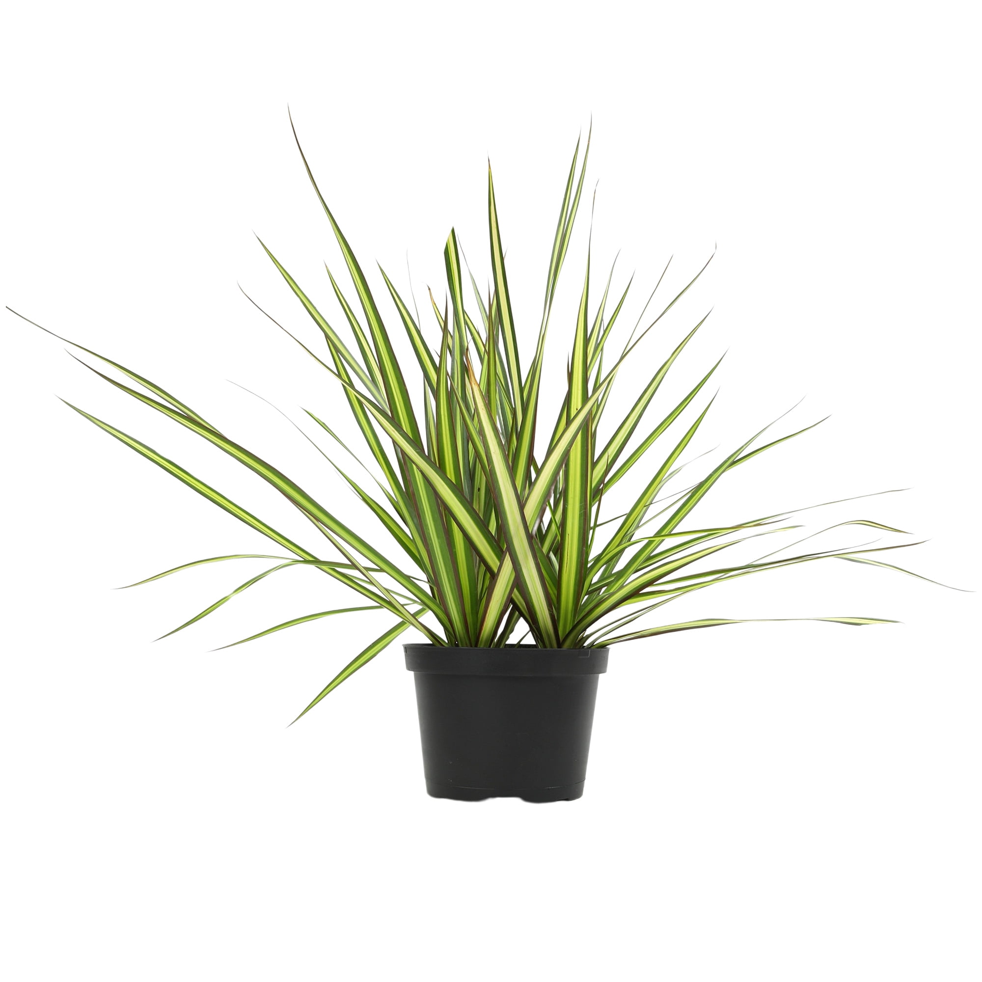 Dracaena 'Sunray' Dragon Tree | 6in. Grow Pot; Filtered Sunlight | Expert Gardener by Altman Plants
