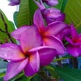 thumbnail image 3 of 5 Purple White Plumeria Seeds – Fragrant Frangipani Tropical Flower Plant – Perennial Tree for Garden or Containers, 3 of 12