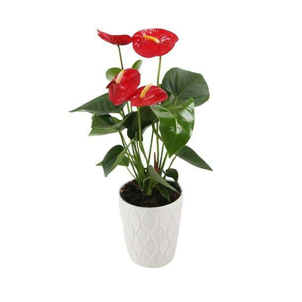 Just Add Ice Live Tropical Plants Live Anthurium Potted Plant, Easy