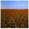 thumbnail image 1 of Great BIG Canvas | Rolled Scott Sinklier Poster Print entitled Field of mature Red Grain sorghum prior to harvest in late afternoon light, Midwest, 1 of 4