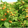 thumbnail image 4 of Fall Gold Raspberry Plant Live, 5-9 Inch Tall, Raspberry Fruit Trees for Outdoor Growing, Raspberry Seedling, 4 of 10