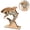 1pcs, variant on 6.97" Shark-Shaped Seashell Display Case, Wooden Shell Storage Holder with Clear Acrylic Window, Tabletop Beach Decor for Coastal Keepsakes 1pcs