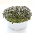 thumbnail image 2 of Kit de cultivo Microgreens Mountain Valley Mizuna Mustard, 2 of 7