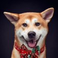 thumbnail image 4 of Collar navideño para perro con lazo, collar navideño ajustable con hebilla de seguridad, verde suave, 4 of 5