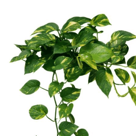 Golden Pothos Plant Live for Home Decor, 3-5 Inches Tall Plant in Pot