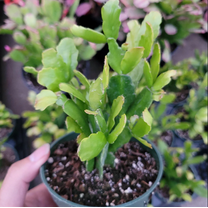 Schlumbergera x Buckleyi Christmas Cactus (L) Live Plant for Planting 4in No Pot