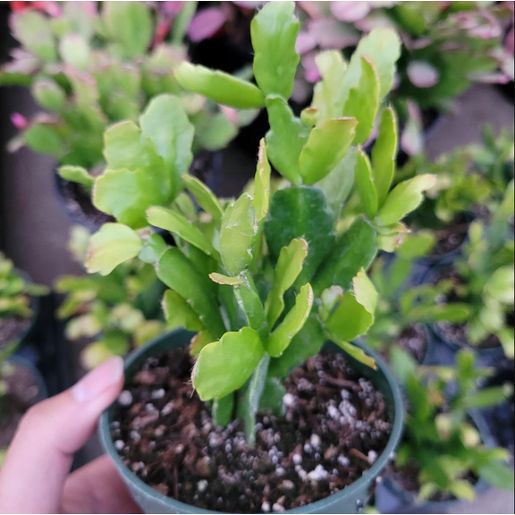 Schlumbergera x Buckleyi Christmas Cactus (L) Live Plant for Planting 4in No Pot