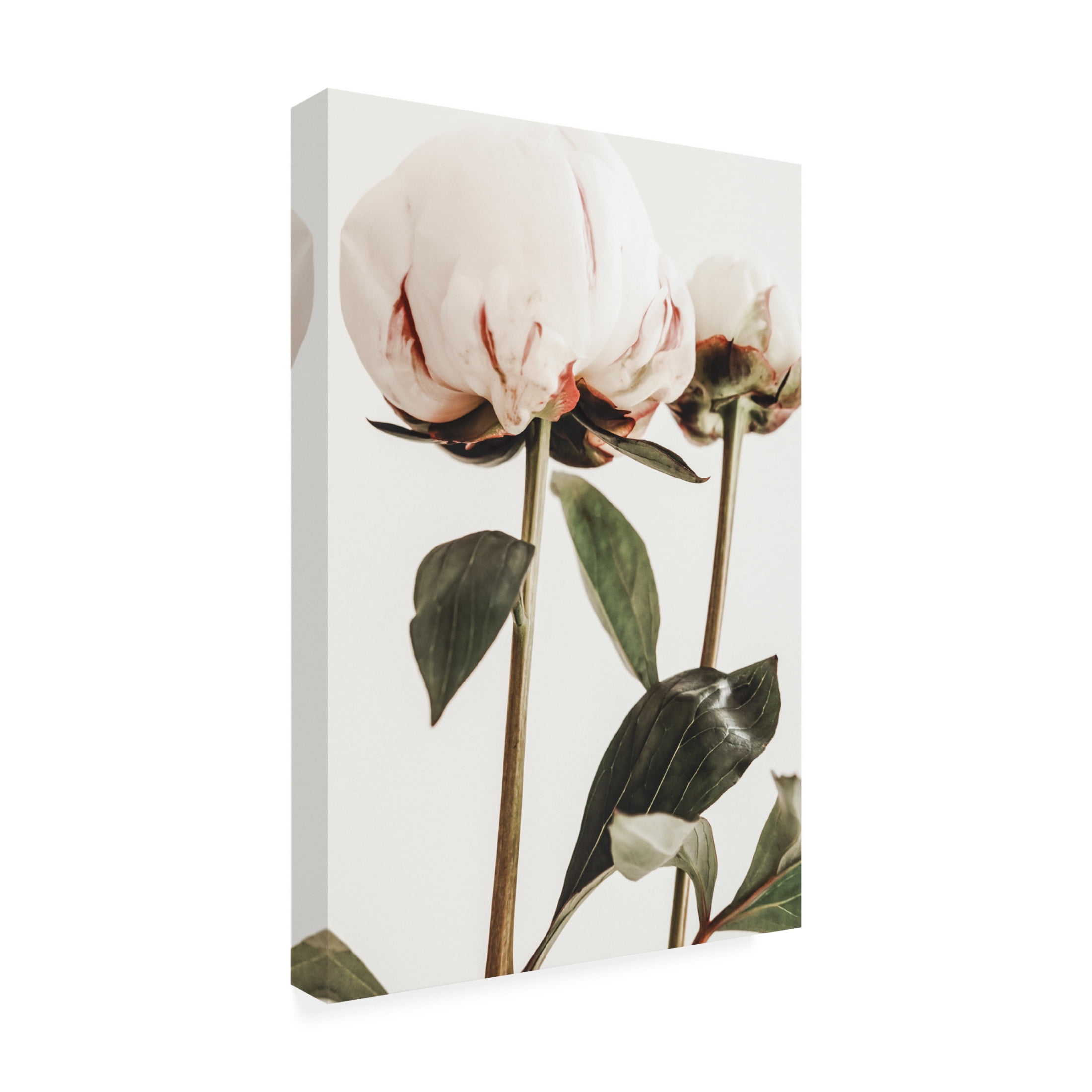 Trademark Fine Art Pictufy Studio III Peony 24 Canvas Wall Art